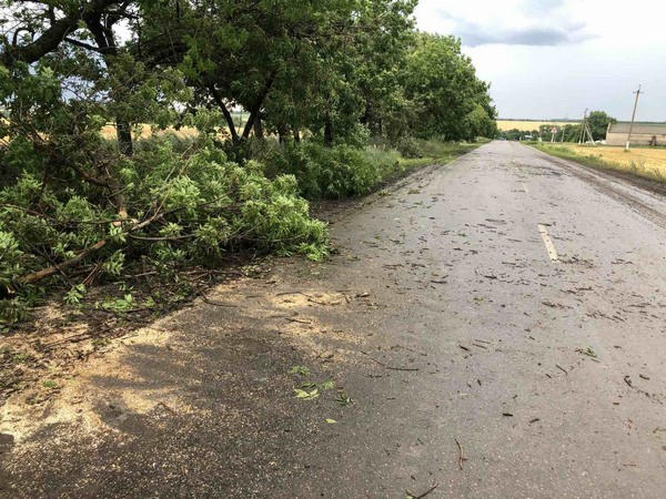 В Марьинском районе упавшее дерево перекрыло дорогу