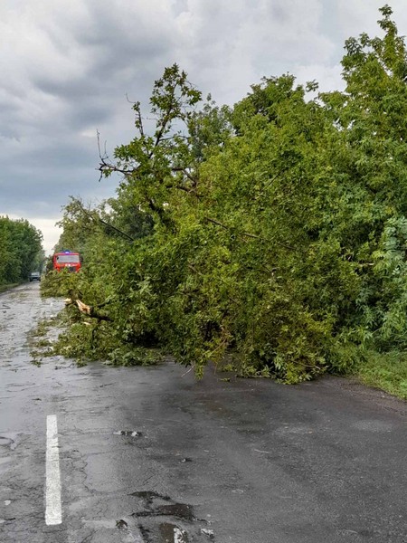 Поваленные деревья и сорванные крыши: непогода натворила бед в Великоновоселковском районе