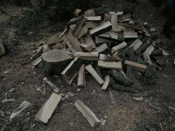 В Великоновоселковском районе задержали «черных лесорубов»