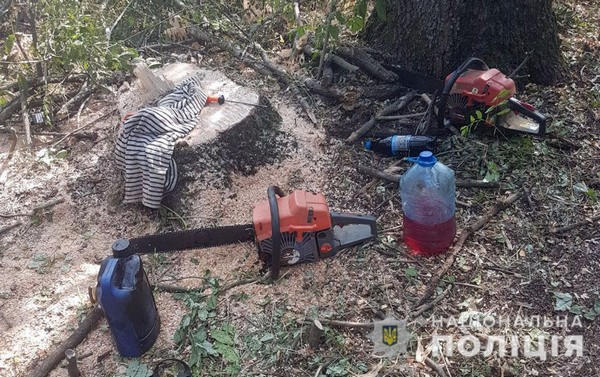 Полицейские задержали банду «черных» лесорубов, которые уничтожали деревья в Марьинском районе