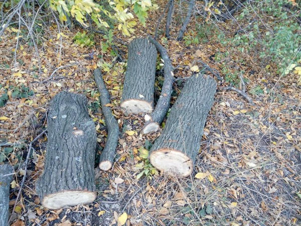 «Черные лесорубы» продолжают уничтожать деревья в Великоновоселковском районе