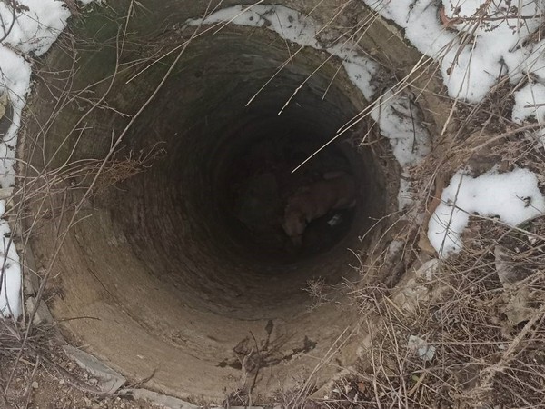 В Великой Новоселке собаку, которая провалилась в глубокий колодец, пришлось вытаскивать спасателям