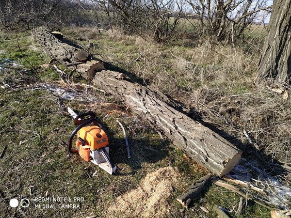 Великоновоселковские полицейские задержали «черного лесоруба», который уничтожал деревья