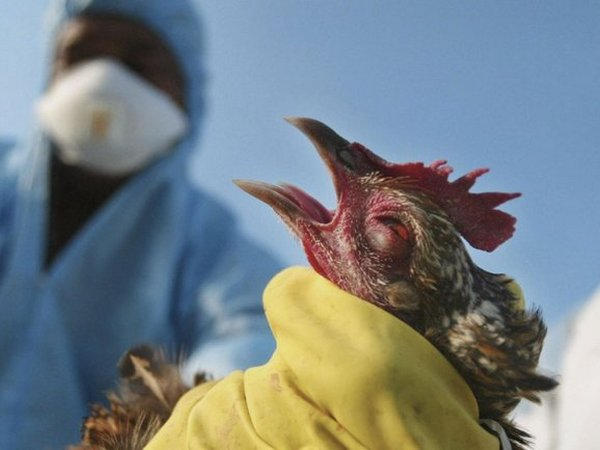 Как борются с эпидемией птичьего гриппа вблизи Великоновоселковской громады