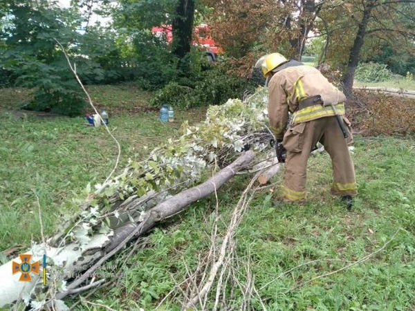 На территории больницы в Красногоровке упало дерево