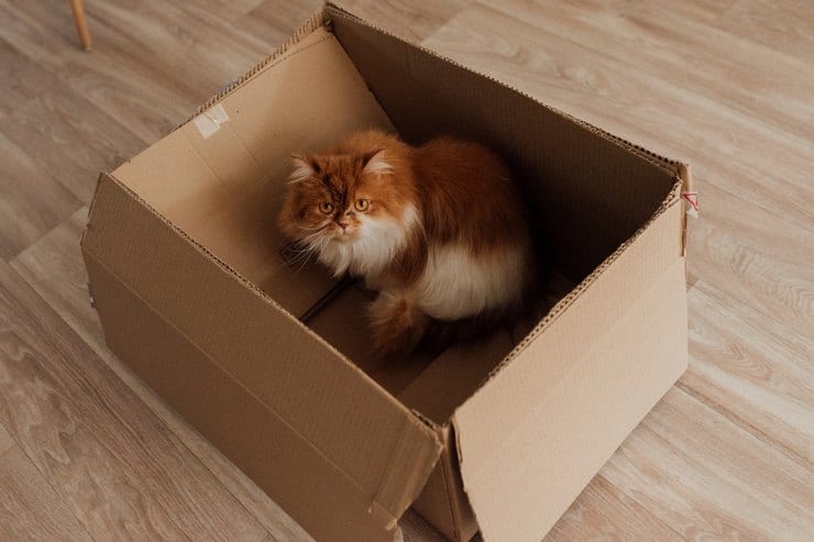 Переезд с котиком